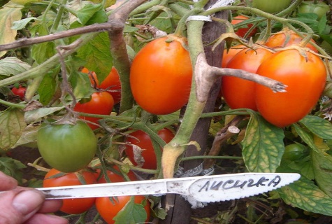 the inscription under the tomato