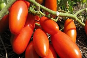 Kenmerken en beschrijving van de Gazpacho-tomatensoort, de opbrengst