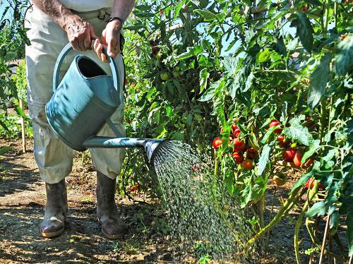 tomaten water geven