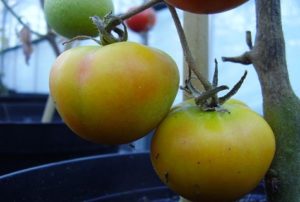 Tomaattilajikkeen Kirahvi ominaisuudet ja kuvaus