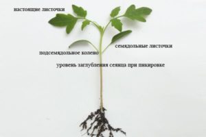 ¿A qué profundidad debe plantar semillas de tomate para plántulas?