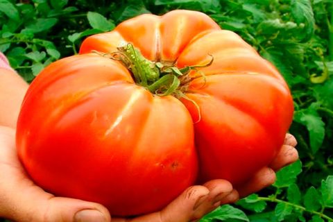 dyrkning af tomatkultivarer
