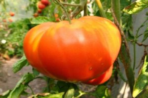 Kenmerken en beschrijving van het tomatenras Pride of Siberia