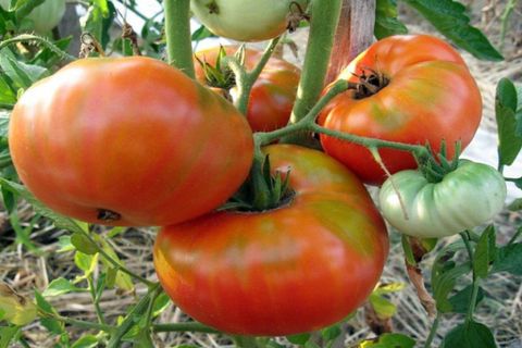 orgullo de tomate de siberia