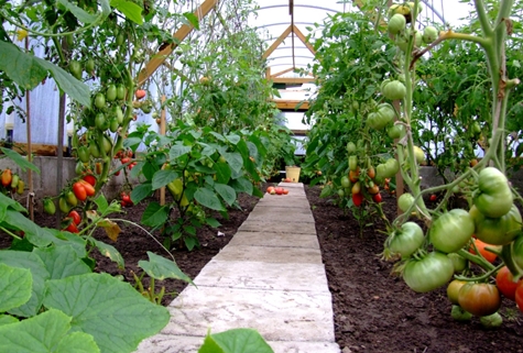 pomidory królują duże w szklarni