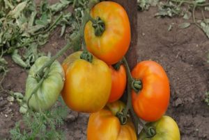 Mô tả về giống cà chua Ilya Muromets bogatyr trên trang web