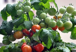 Charakteristiky a opis odrody rajčiaka Minibel, jeho výnos