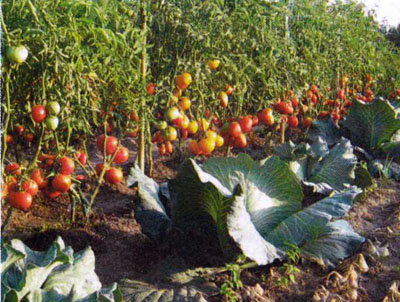 paradajky v záhrade