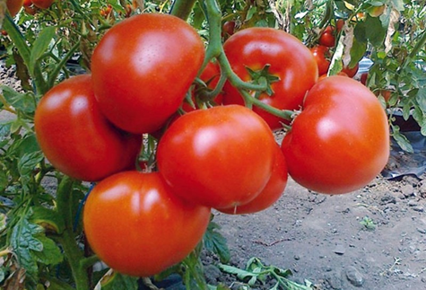 vzhľad paradajok Ekaterina