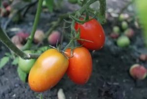 Description and characteristics of the tomato variety Empress