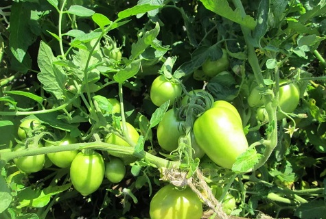 aurinko tomaateissa