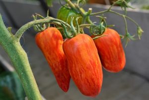 Pomidorų liepsnos kibirkšties savybės ir aprašymas