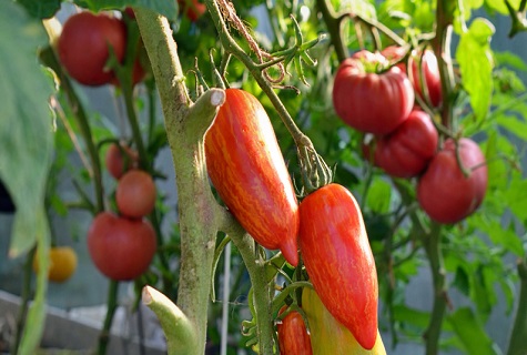 peper tomaat