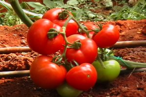 Description and characteristics of the tomato variety Ivanych