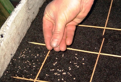 seeds on the ground