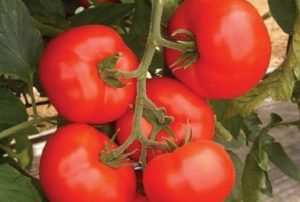 Egenskaber og beskrivelse af variationen af ​​tomat Kakadu