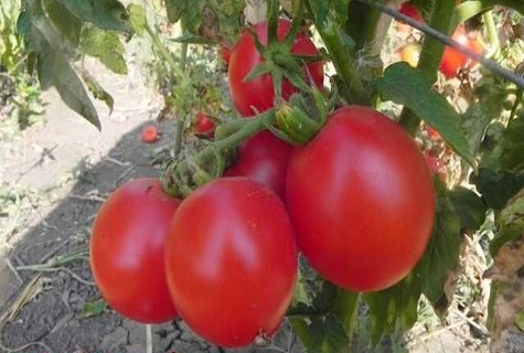 dichte tomaat