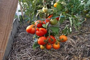 Beskrivelse og karakteristika for tomatsorten Kalinka-Malinka