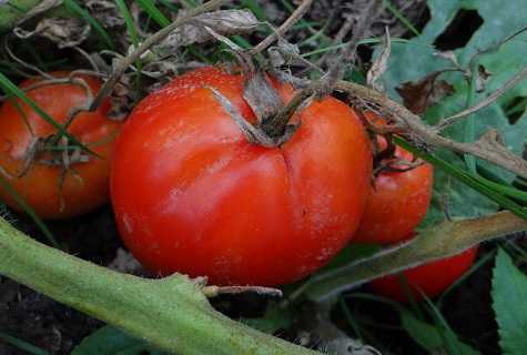 rikkakasvi tomaatin kanssa