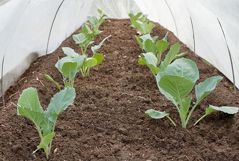 greenhouse cabbage