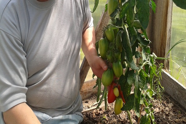 muž s paradajkami