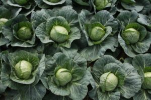 Description and characteristics of varieties of Dutch cabbage