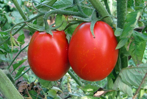 Tomate Katenka auf freiem Feld