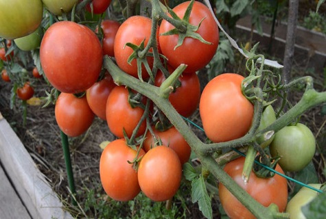 een bedje van tomaten
