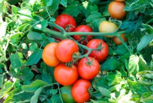 Katyusha domatesinin tanımı ve özellikleri, yetiştiriciliği