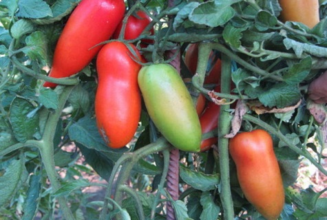 gebonden tomaten