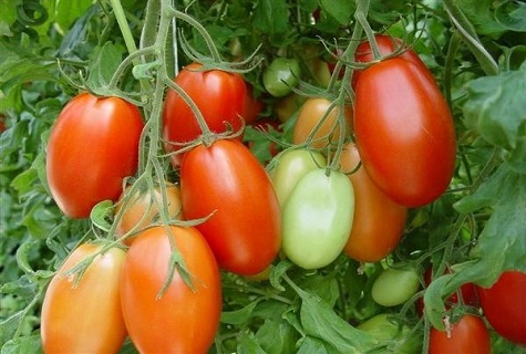 a dozen red tomatoes