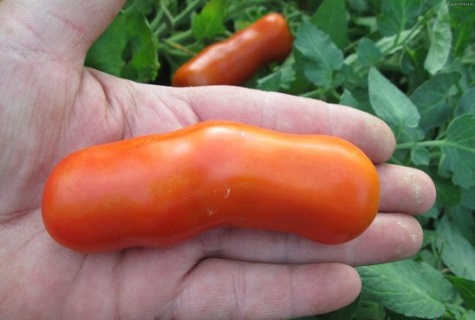 cà chua dài