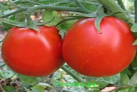 kemerovets de tomate