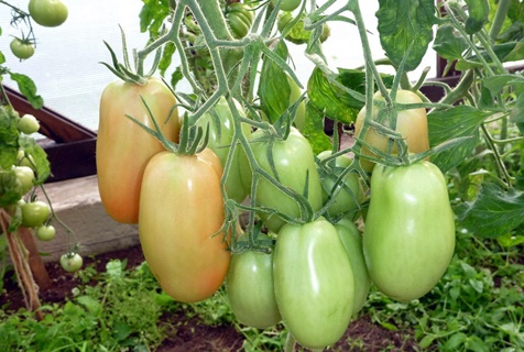 Tomatenprinzessin auf freiem Feld