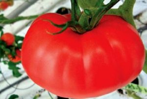 Wächst mit den Eigenschaften und der Beschreibung der Tomatensorte Kirzhach