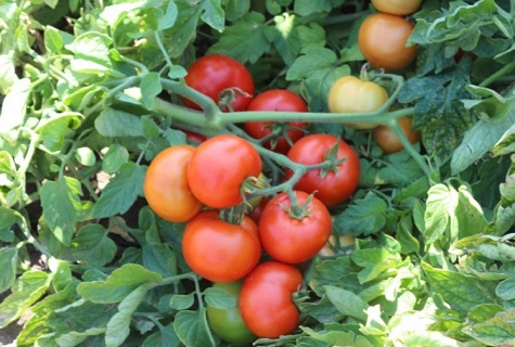 ramo de tomates