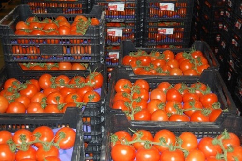 Schachteln mit Tomaten