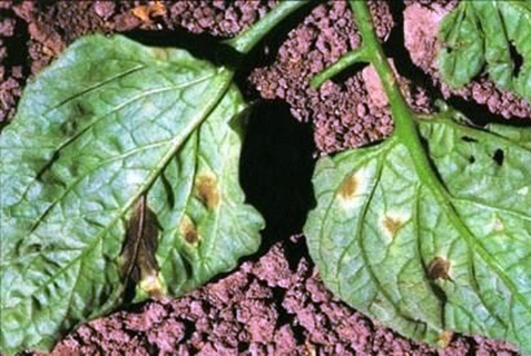 choroba Cladosporium pomidora na liściach