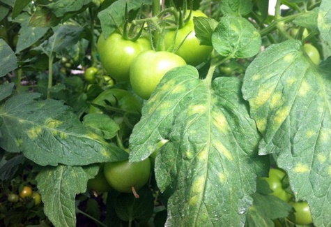 boala de cladosporium de tomate în grădină