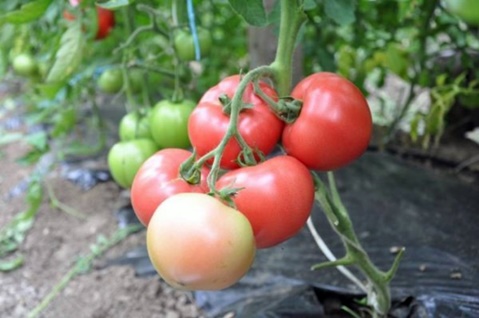 Tomato Pink Claire v otvorenom poli