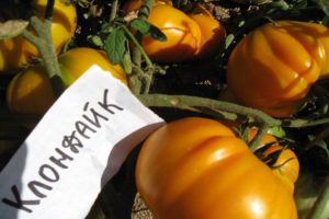 Beskrivelse og karakteristika for Klondike-tomatsorten