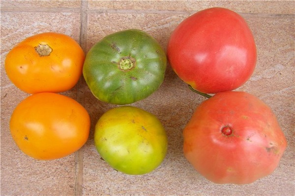 עגבניות דיאטטיות