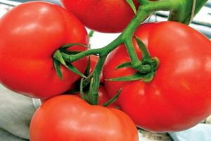 Beschrijving van de Kohava-tomaat en kenmerken van de variëteit