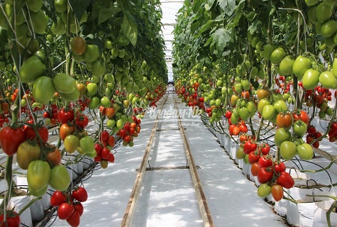 invernadero de tomate
