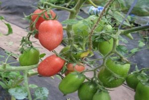 Descrizione e caratteristiche della varietà di pomodoro Bells of Russia