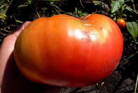sự xuất hiện của vua cà chua lớn