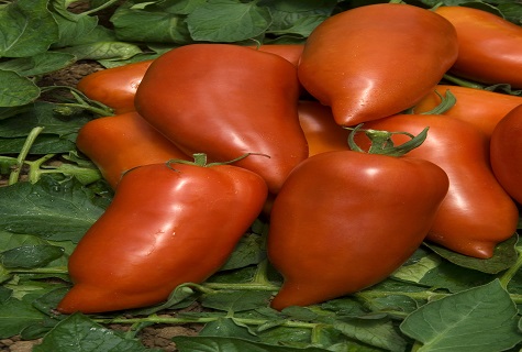 uzun domates