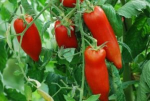 Kornabel domates çeşidinin özellikleri ve tanımı, yetiştiriciliği