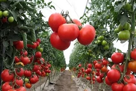 flower beds of tomatoes