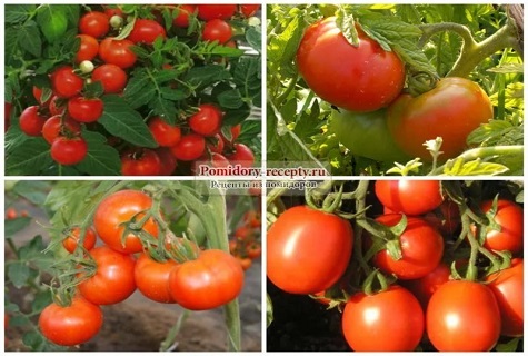 erilaisia ​​tomaatteja